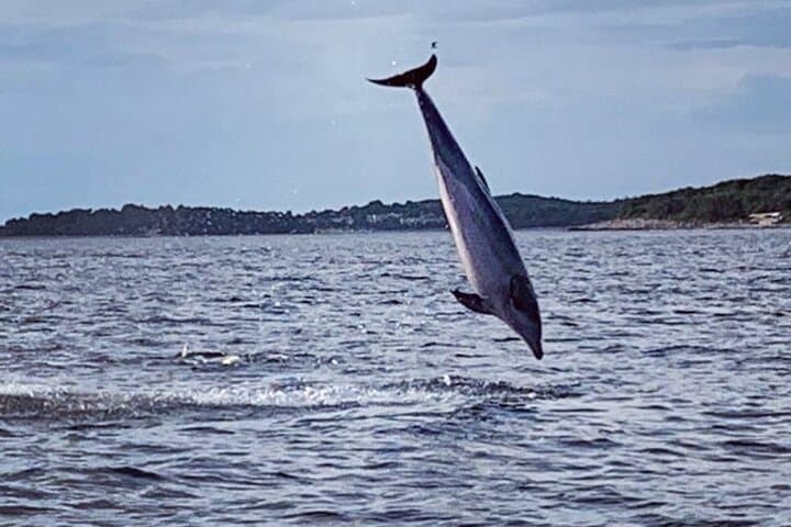 Rovinj Dolphin Sunset Speedboat Adventure photo 4