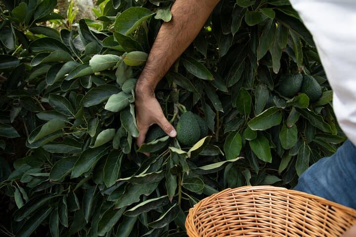 Explore Europe's Only Coffee Farm: Guided Visit to the Northernmost Coffee Plantation photo 3