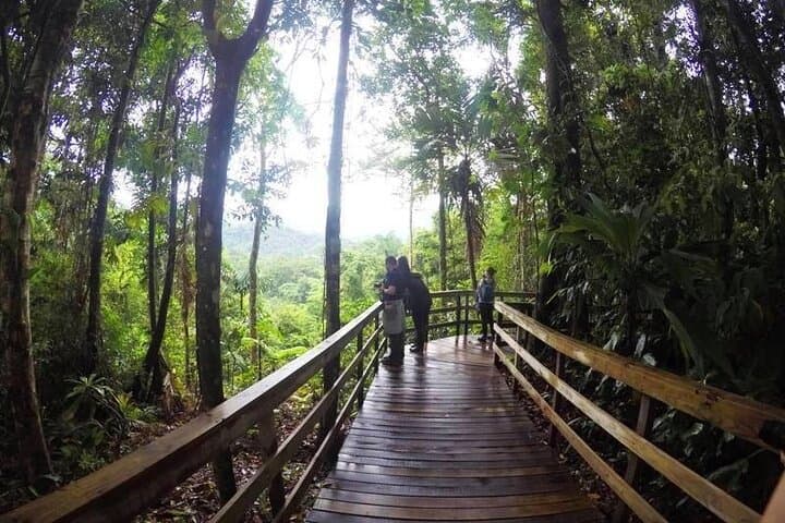 Veragua Rainforest Tram Ride & Guided Rainforest Experience Near Puerto Limón photo 2