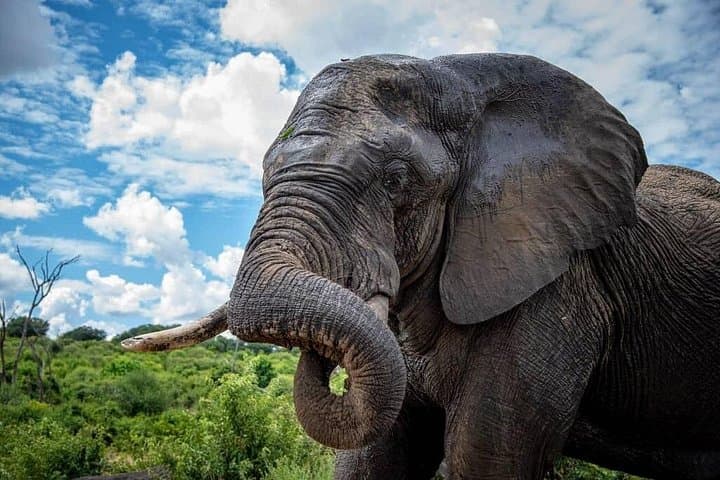 Chobe Full Day Safari: Boat Cruise and Game Drive on the Chobe River photo 1