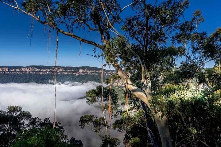 Blue Mountains Late-Start Wilderness & Wildlife Private Tour — Sunset Three Sisters & Koala VIP photo 3