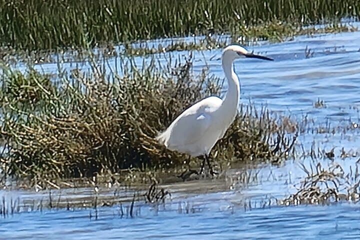 Private Kayak Birdwatching Tour in Ria Formosa (Faro) photo 4