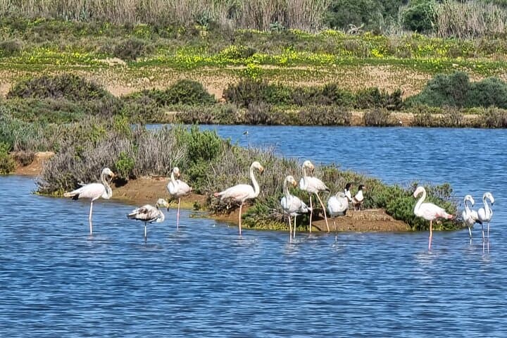 Private Kayak Birdwatching Tour in Ria Formosa (Faro)