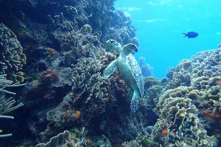 Cozumel Snorkel Trip from Tulum: El Cielo, Palancar & Columbia Reefs photo 4