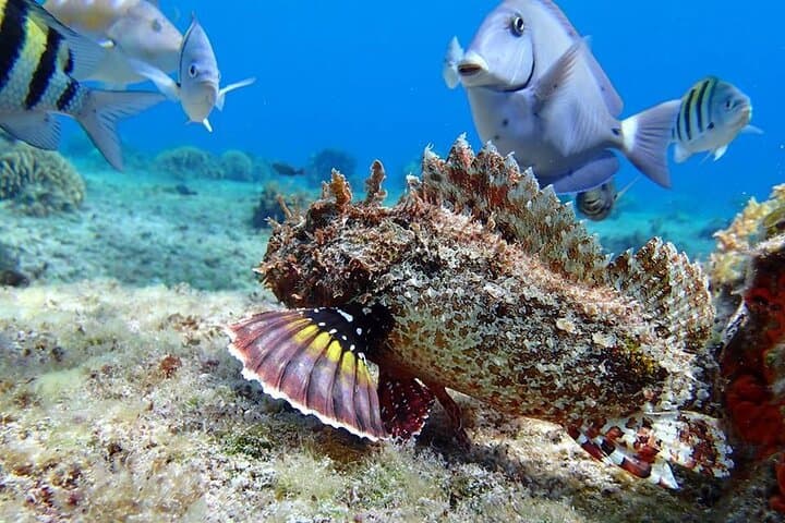 Cozumel Snorkel Trip from Tulum: El Cielo, Palancar & Columbia Reefs photo 5