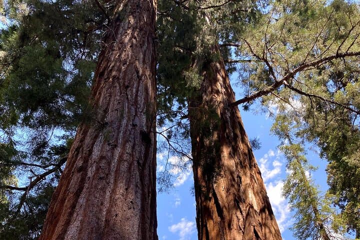 Sequoia National Park Day Tour: General Sherman, Moro Rock & Giant Forest photo 3