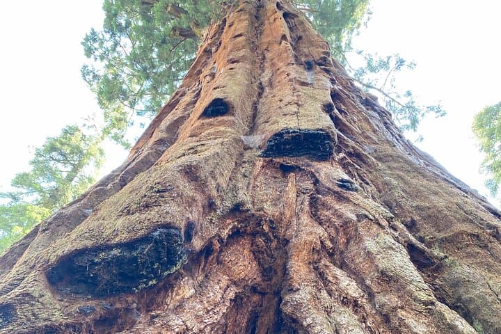 Sequoia National Park Day Tour: General Sherman, Moro Rock & Giant Forest photo 5