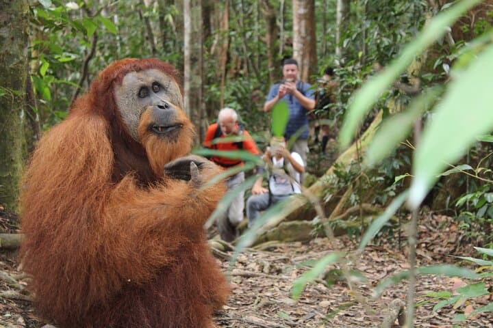 Bukit Lawang 3-Day Jungle Trek & Rafting: Orangutan Encounters and River Camps