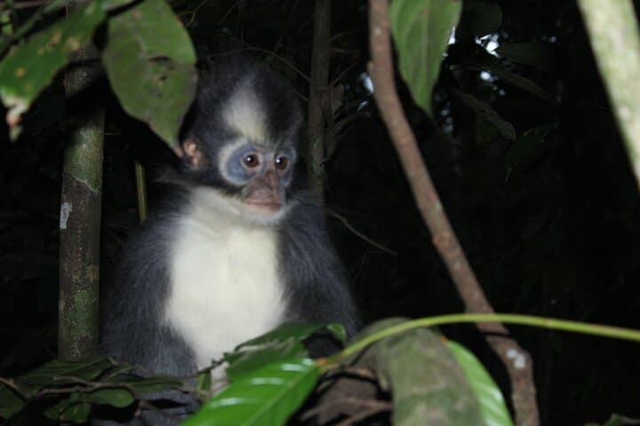 Bukit Lawang 3-Day Jungle Trek & Rafting: Orangutan Encounters and River Camps photo 2