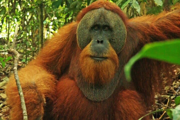 Bukit Lawang 3-Day Jungle Trek & Rafting: Orangutan Encounters and River Camps photo 3