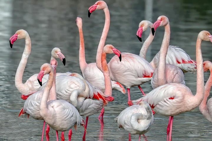 Cagliari Old Town and Molentargius Flamingo Oasis Segway Tour photo 4