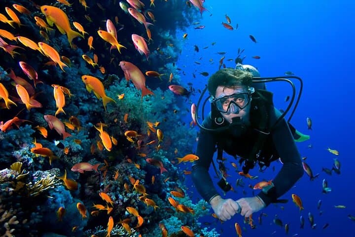 Two-Tank Scuba Dive in Cozumel — Explore Palancar & Columbia Reefs