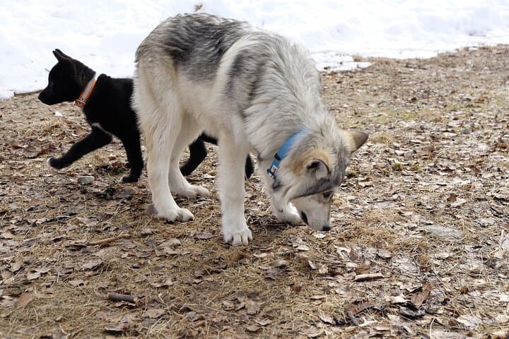 Among Wolves: Private Arctic Wolfdog Sanctuary Tour near Rovaniemi photo 5
