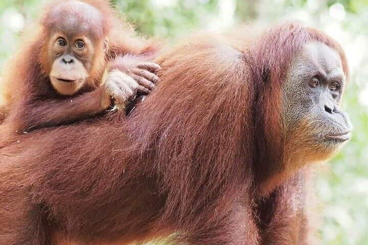 5-Day Bukit Lawang Jungle Trek: 4-Night Orangutan & Rainforest Immersion in Sumatra