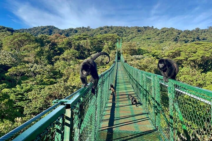 Monteverde Cloud Forest Zipline and Hanging Bridges: Canopy Adventure Tour photo 5