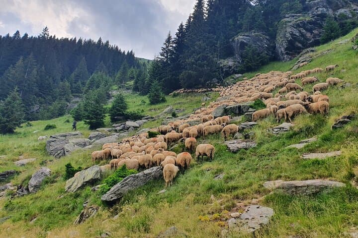 Bears and Dracula: Private Full-Day Wildlife and Poenari Castle Tour from Bucharest photo 3