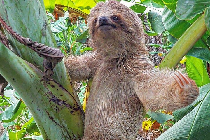 River Safari and Rainforest Sloths: Costa Rica Wildlife Boat Tour from Liberia
