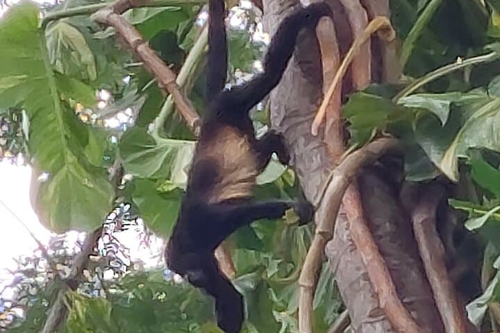 River Safari and Rainforest Sloths: Costa Rica Wildlife Boat Tour from Liberia photo 2