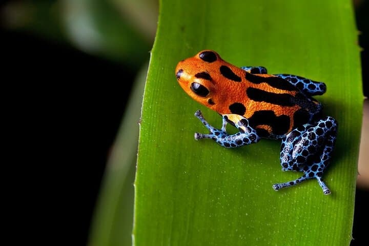 Arenal Sloth Encounters & Baldi Hot Springs: Private Day Tour from San José photo 5