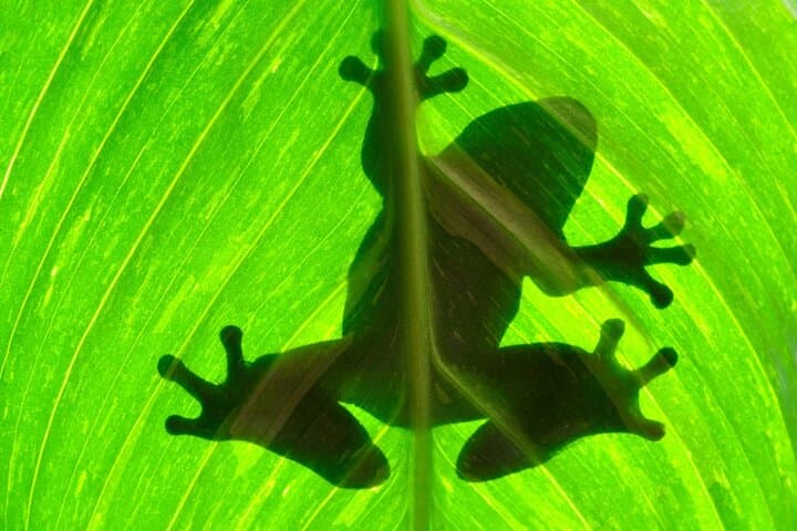 Arenal Sloth Encounters & Baldi Hot Springs: Private Day Tour from San José photo 6