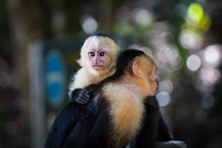 Arenal Sloth Encounters & Baldi Hot Springs: Private Day Tour from San José photo 2