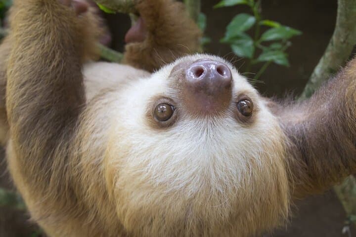 Arenal Sloth Encounters & Baldi Hot Springs: Private Day Tour from San José