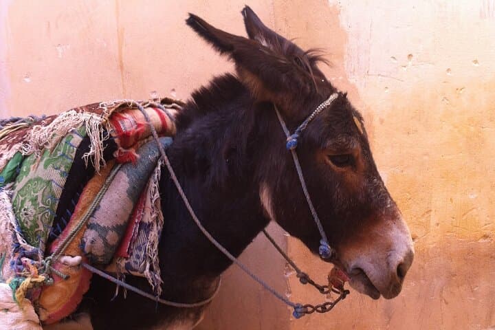 Fez Walking Tour — Your Own Morocco: Explore the Ancient Medina photo 5