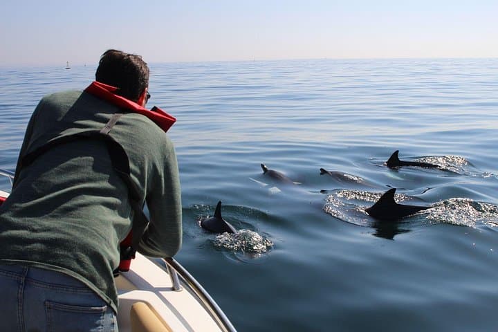 Dolphin Watching and Wildlife Trip from Faro — Ria Formosa Boat Tour photo 2