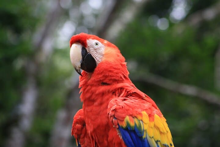 Explore Copán Ruins & Macaw Mountain: 2-Day Mayan Ruins and Bird Sanctuary Tour photo 3
