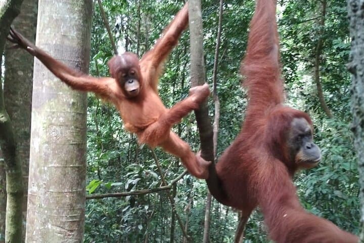 Bukit Lawang 3-Day Jungle Trek & Rafting: Orangutan Encounters and River Camps photo 4