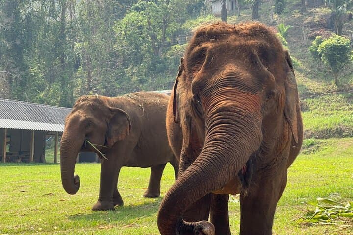 Ethical Elephant Observation at Ran-Tong Save & Rescue Centre — Chiang Mai Day Tour photo 3