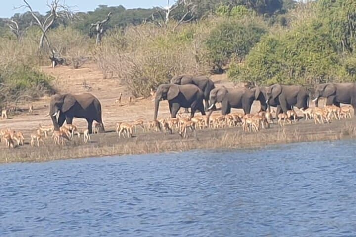 Hwange Safari Day Trip from Victoria Falls — Full-Day Wildlife & Conservation Guide photo 2