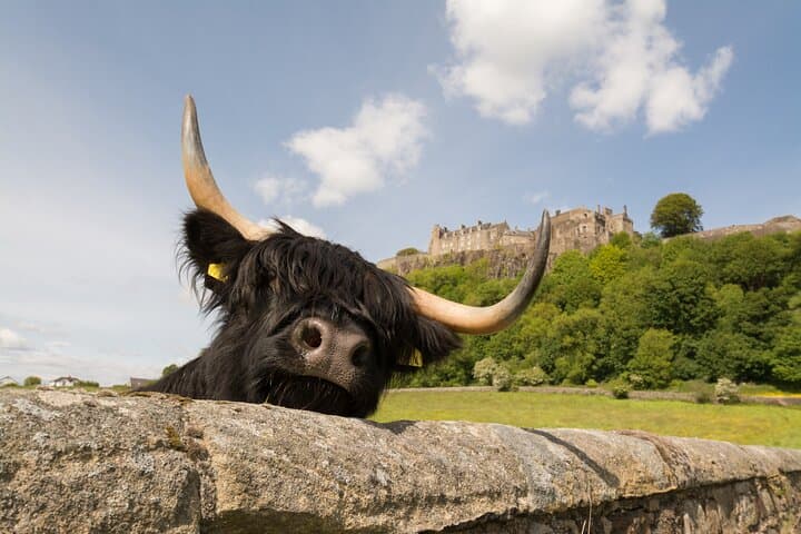 Day Tour to Loch Lomond, Stirling Castle & the Kelpies from Edinburgh photo 3