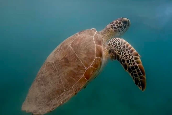 Snorkel with Sea Turtles in San Juan: Guided Tour with GoPro Video photo 4