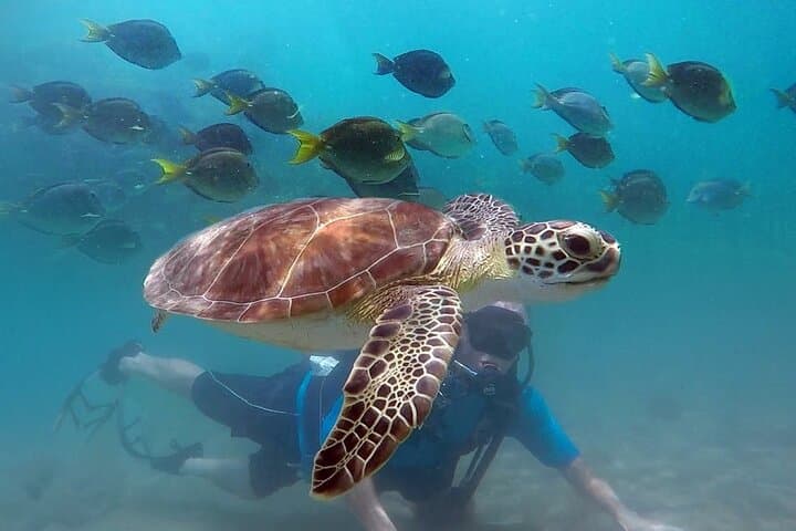 Guide to Beginner Scuba Diving with Turtles in San Juan