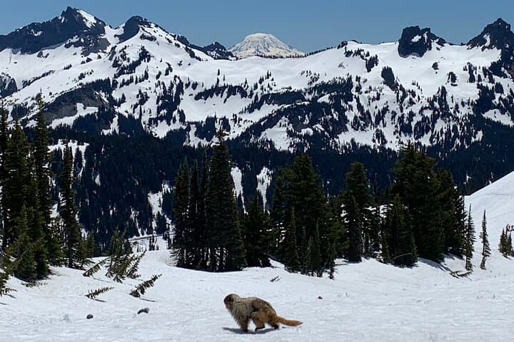 Guided Hikes at Mt. Rainier: Paradise Day Tour from Seattle photo 3