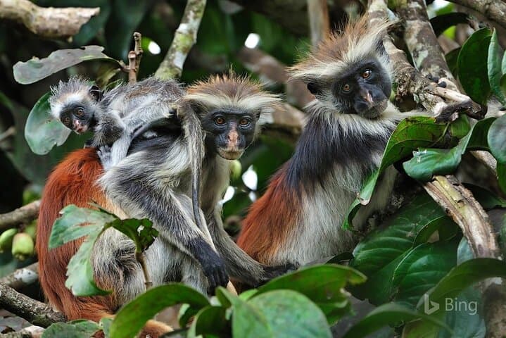 Private Guided Tour: Prison Island, Jozani Forest, The Rock & Paje Beach, Zanzibar photo 4