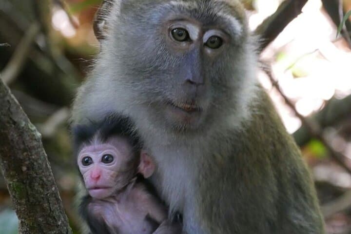 5-Day Bukit Lawang Jungle Trek: 4-Night Orangutan & Rainforest Immersion in Sumatra photo 6