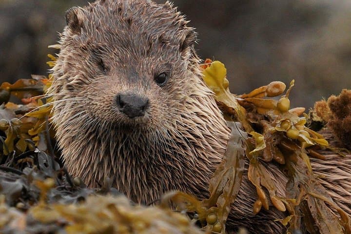 Isle of Skye Wildlife Safari: Guided Photography Tours for Otters, Eagles & Pine Martens