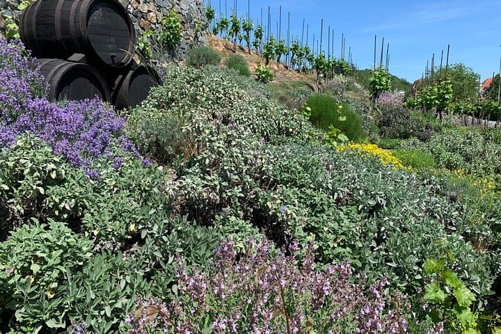 Explore Prague's Hidden Vineyards: Private Troja Wine Tour photo 5