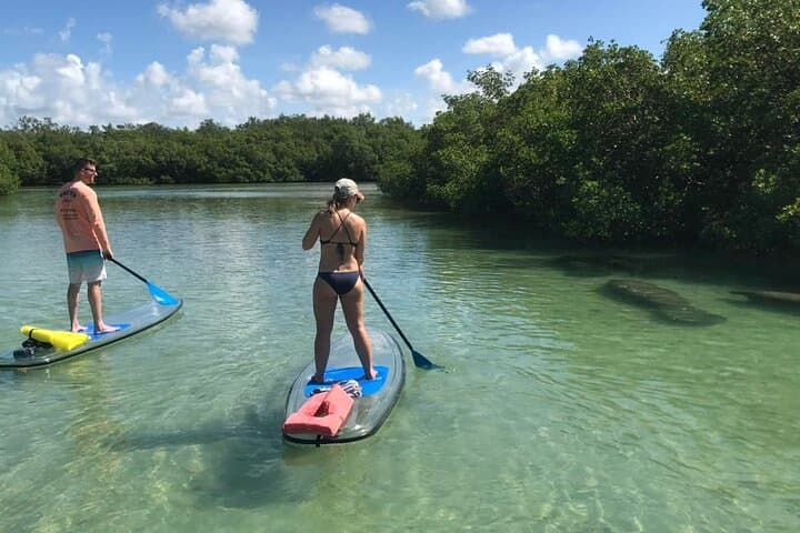 Paddle Big Hickory Island: Guided CLEAR Kayak & SUP Eco Tour in Bonita Springs photo 6