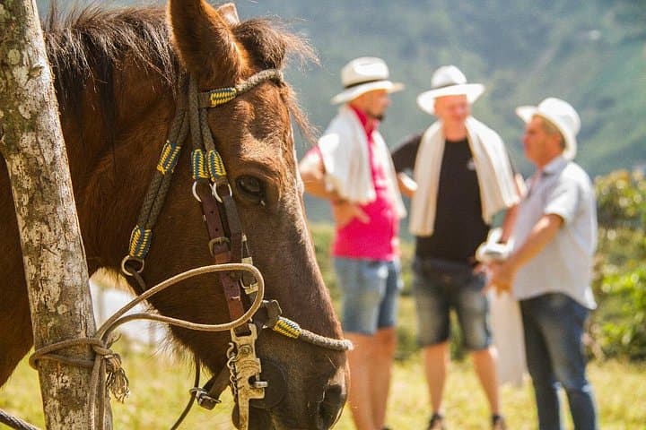 Medellín Coffee Farm Horseback Tour with Lunch in Palmitas photo 3