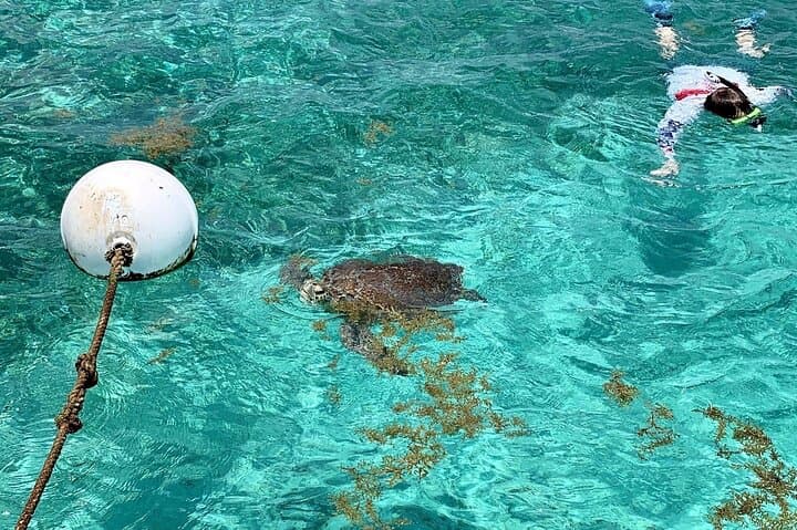 Hol Chan & Turtle Garden Snorkel Tour from Belize City photo 2