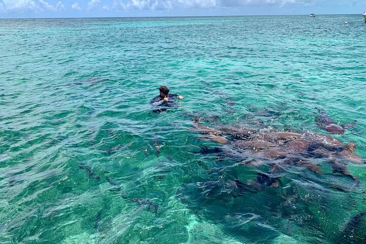 Hol Chan & Turtle Garden Snorkel Tour from Belize City photo 3