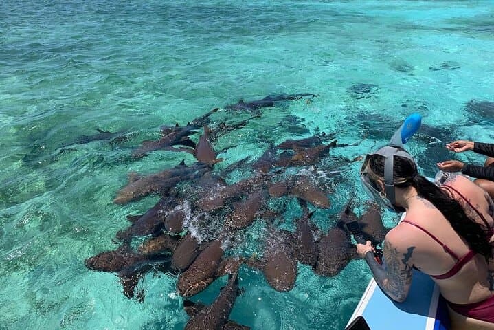 Snorkel Coral Gardens & Shark Ray Alley — Caye Caulker Barrier Reef Adventure photo 1