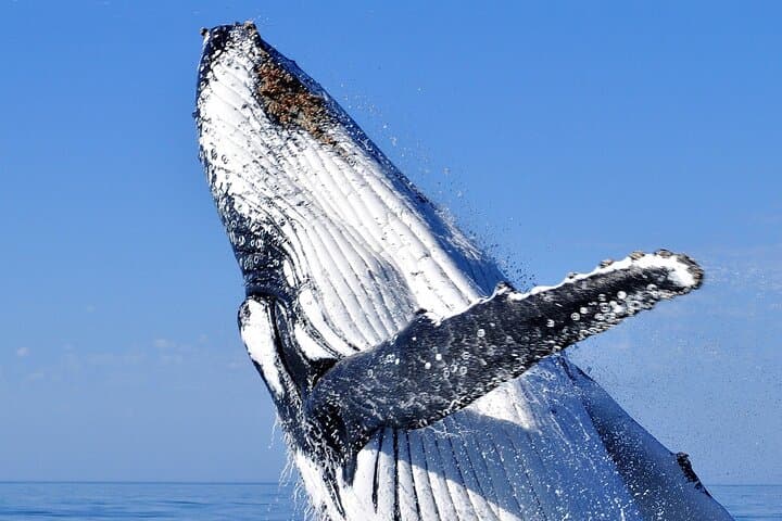 Hillarys Boat Harbour 2-Hour Whale Watching Cruise — Southern Humpbacks (Perth)