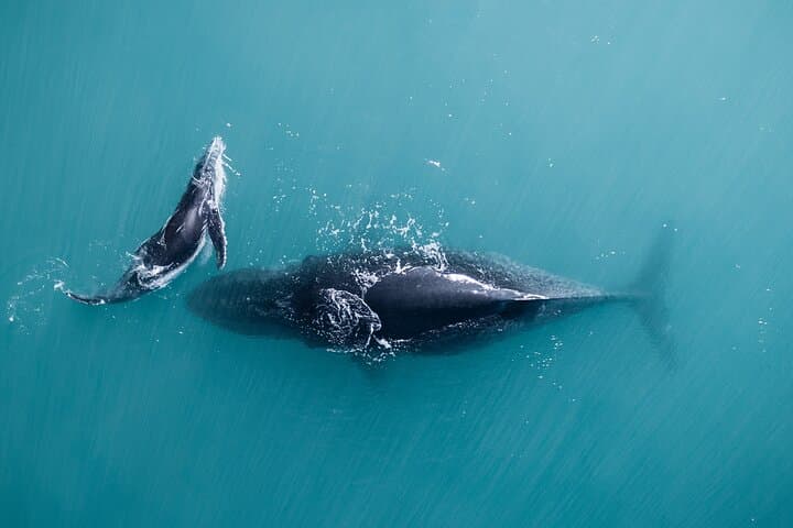Hillarys Boat Harbour 2-Hour Whale Watching Cruise — Southern Humpbacks (Perth) photo 2