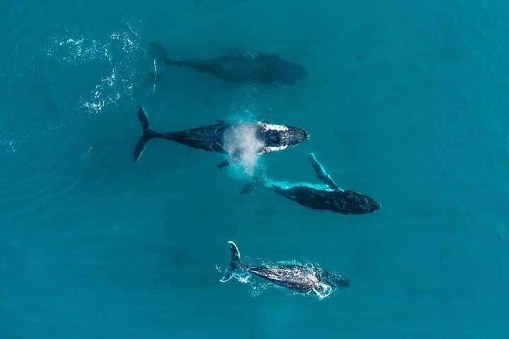 Hillarys Boat Harbour 2-Hour Whale Watching Cruise — Southern Humpbacks (Perth) photo 3