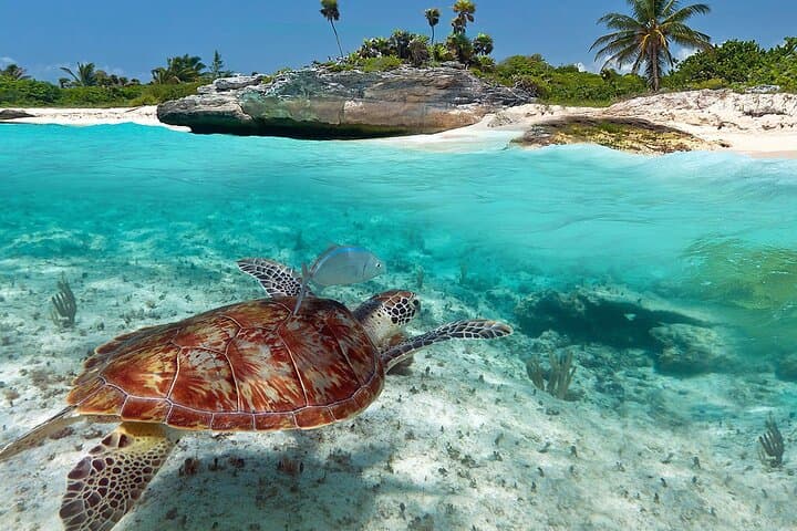 Tulum Ruins & Akumal Turtle Snorkel — Tulum Archaeological Zone + Turtles Sanctuary photo 5