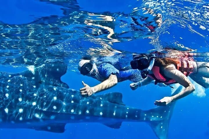 Snorkel with Whale Sharks off Riviera Maya — Day Trip from Cancún photo 2